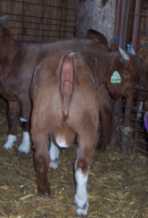 Sneak Preview rear.jpg